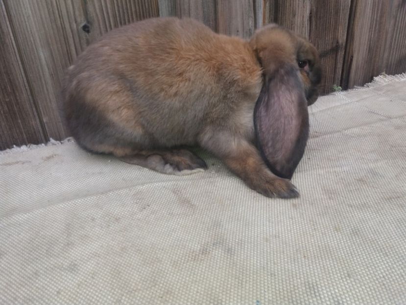  - DE VANZARE 2 MASCULI