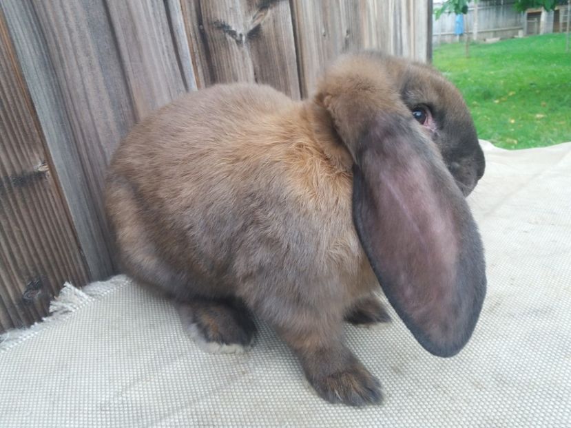  - DE VANZARE 2 MASCULI