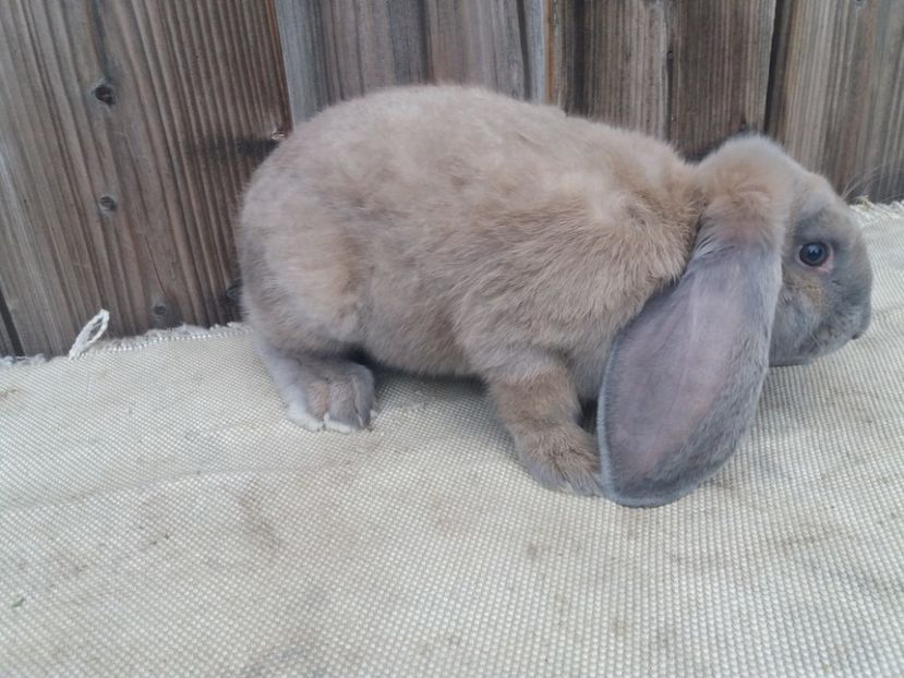  - DE VANZARE 2 MASCULI