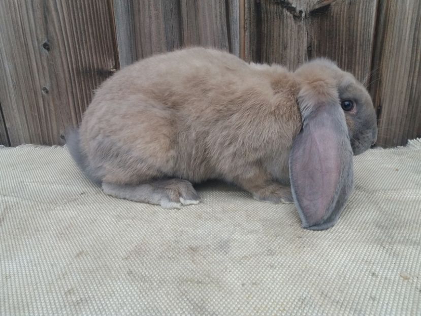  - DE VANZARE 2 MASCULI