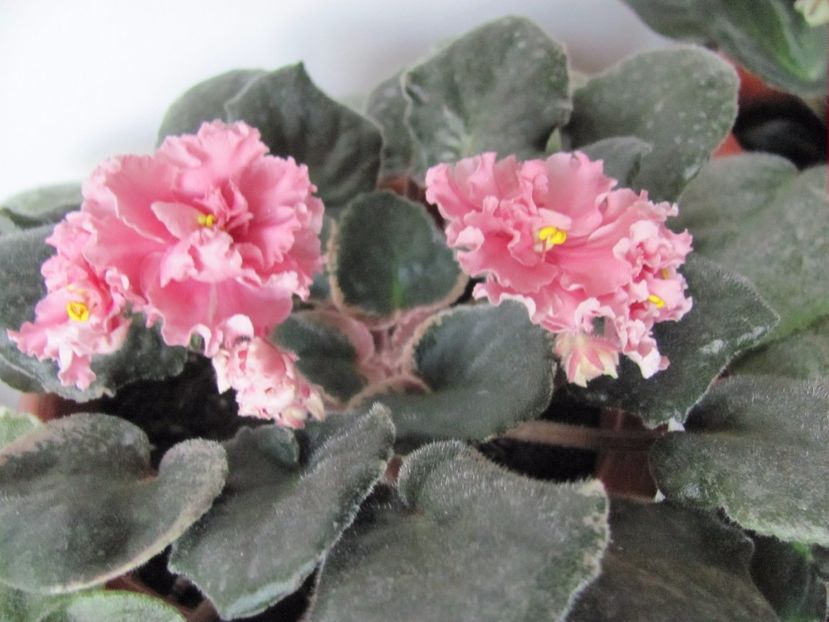  - ZZZNess Orange Pekoe Chis