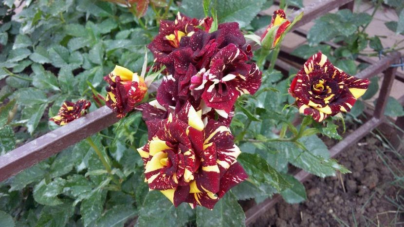 Abracadabra 1 -2017 - Abracadabra