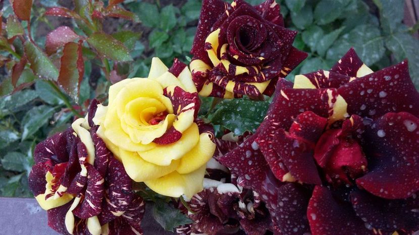 Abracadabra 3 -2017 - Abracadabra