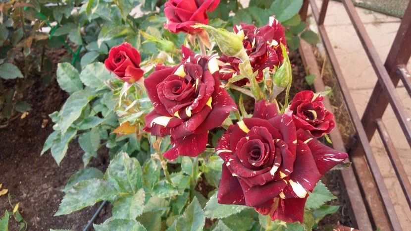 Abracadabra 5 -2017 - Abracadabra