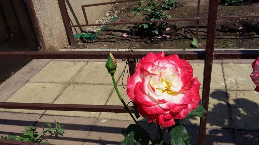 Double Delight 2-2017 - Double Delight