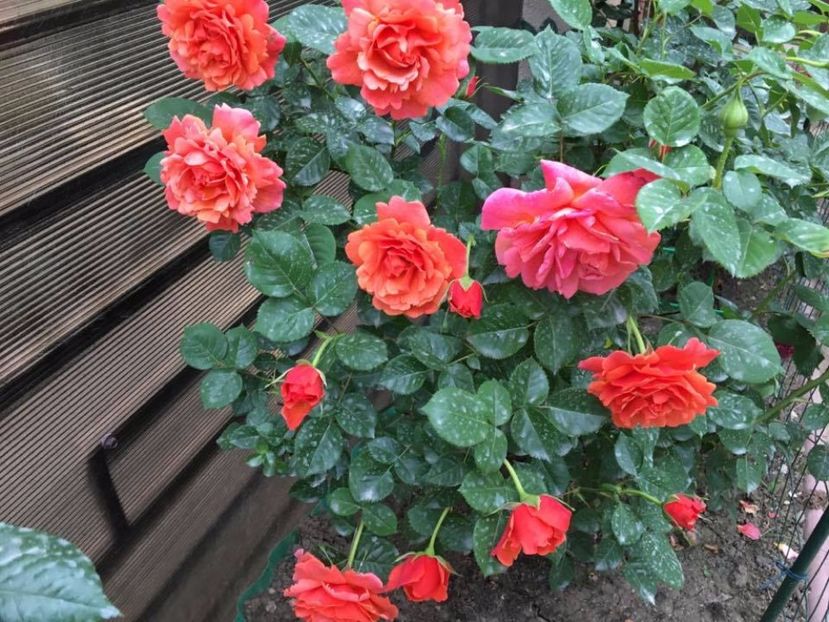 Easy does it 1-2017 - Easy does it