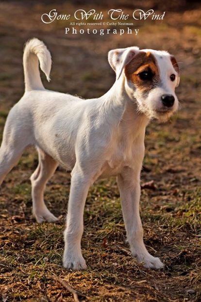 16707362_10207401258739074_3796288630230285878_o - Parson russell terrier