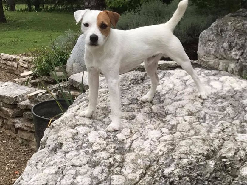 - Parson russell terrier