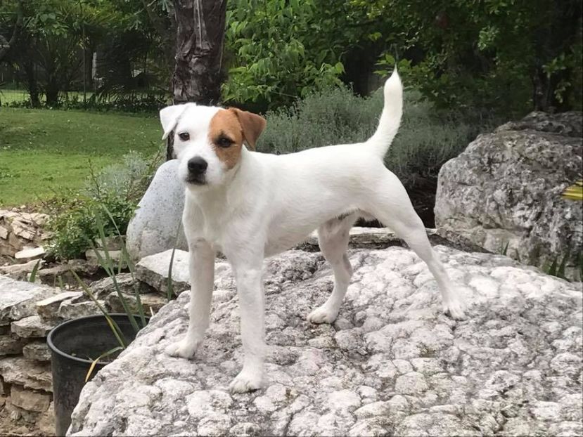  - Parson russell terrier