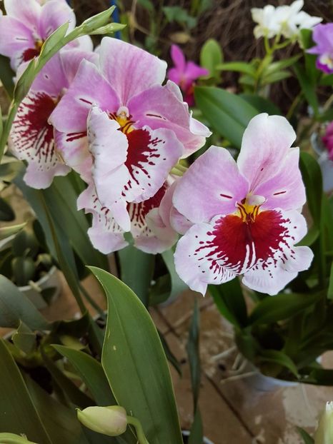 Miltoniopsis  - 38 lei - VANDUTE