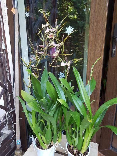 Brassia Shelob Tolkien - 45 lei - VANDUTE