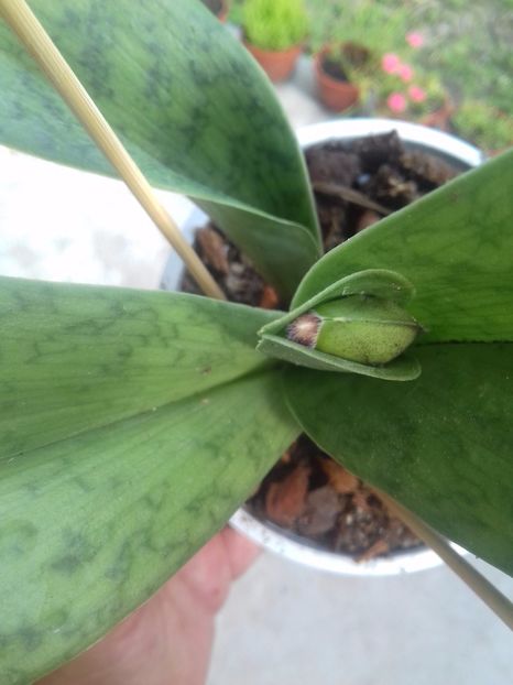 O noua reinflorire - Paphiopedilum Colbert