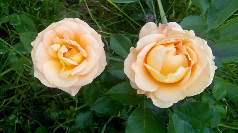 Marigold - Rog identificare trandafiri