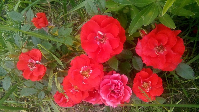 Miniroza - Rog identificare trandafiri