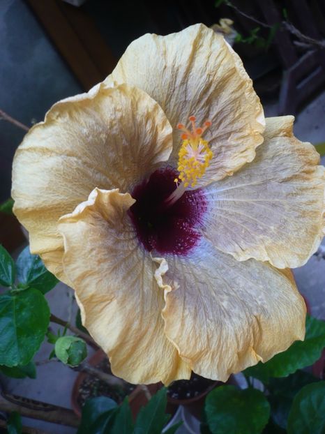 P1320933 - HIBISCUSI 2017-1