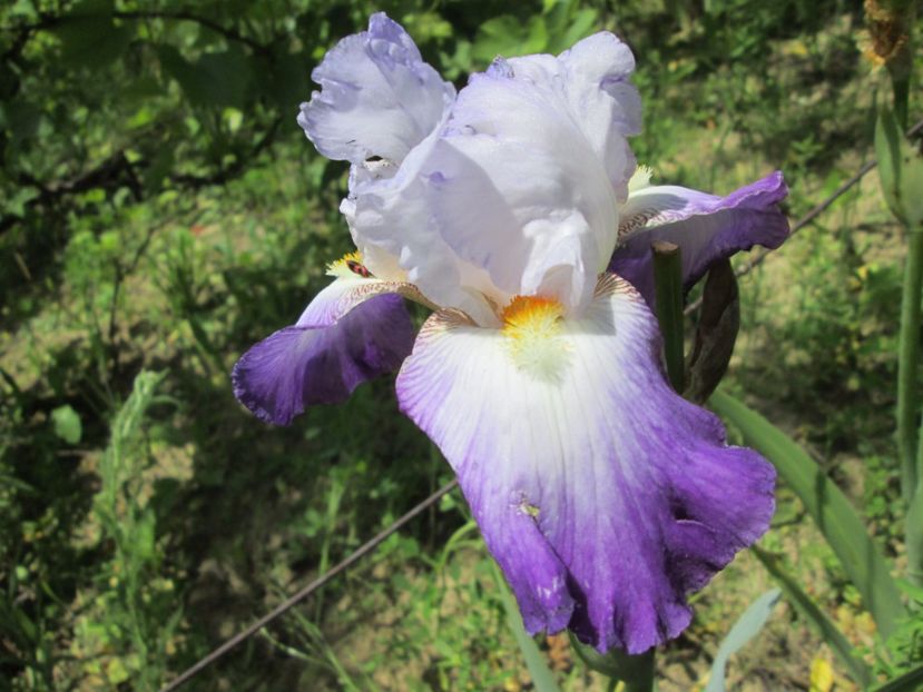  - Gradina cu irisi nr 1 in 2017