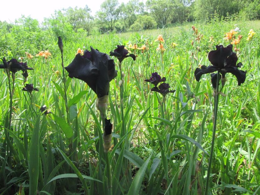  - Gradina cu irisi nr 1 in 2017