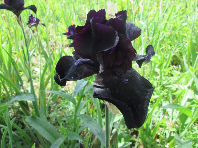  - Gradina cu irisi nr 1 in 2017