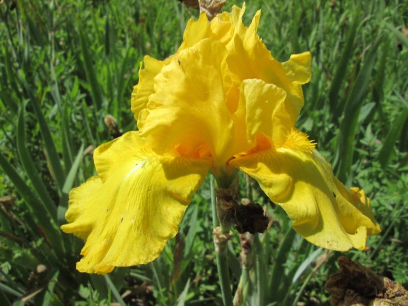  - Gradina cu irisi nr 1 in 2017