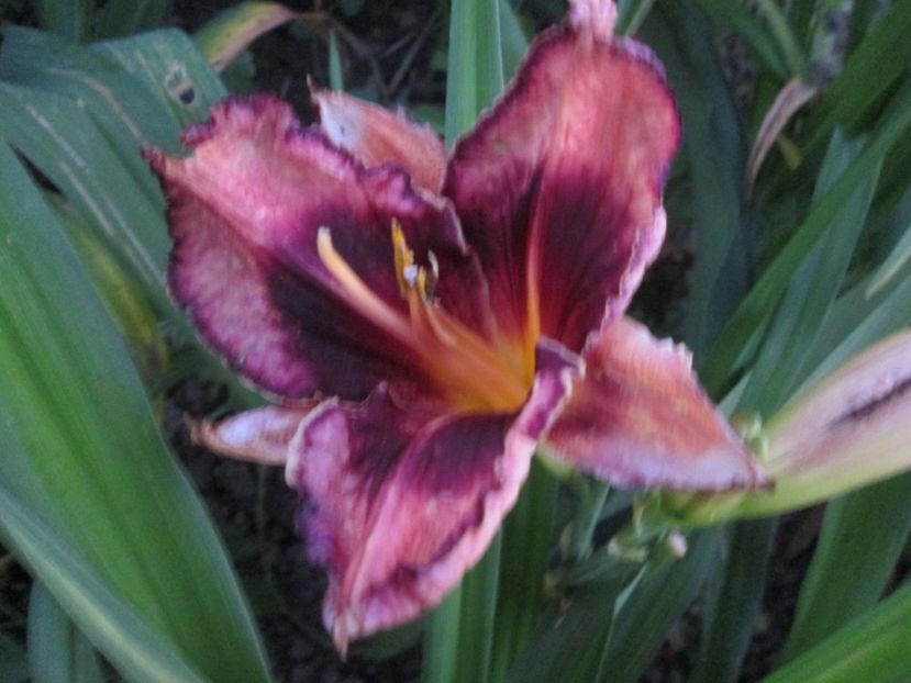  - Gradina cu irisi nr 1 in 2017