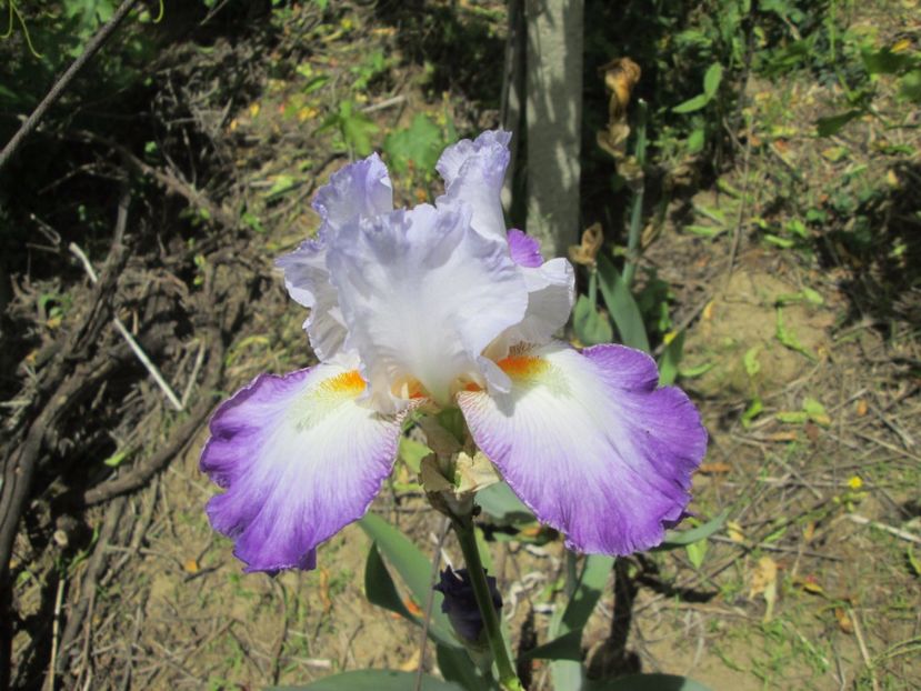  - Gradina cu irisi nr 1 in 2017