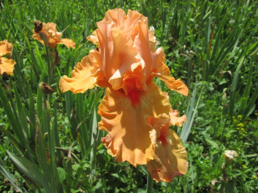  - Gradina cu irisi nr 1 in 2017