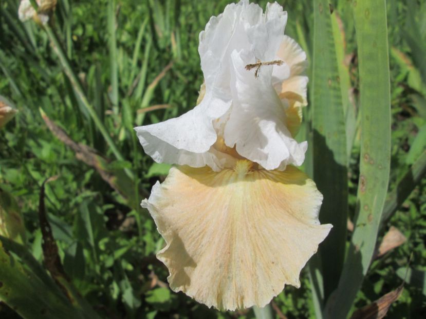  - Gradina cu irisi nr 1 in 2017