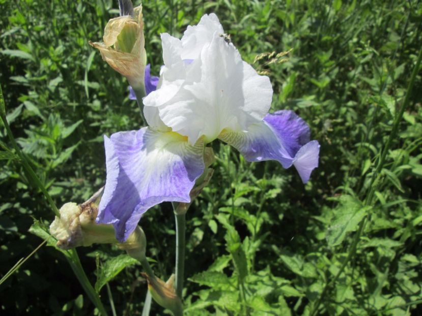  - Gradina cu irisi nr 1 in 2017