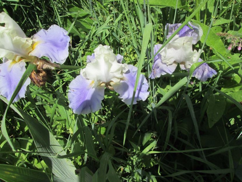  - Gradina cu irisi nr 1 in 2017