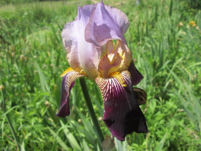  - Gradina cu irisi nr 1 in 2017