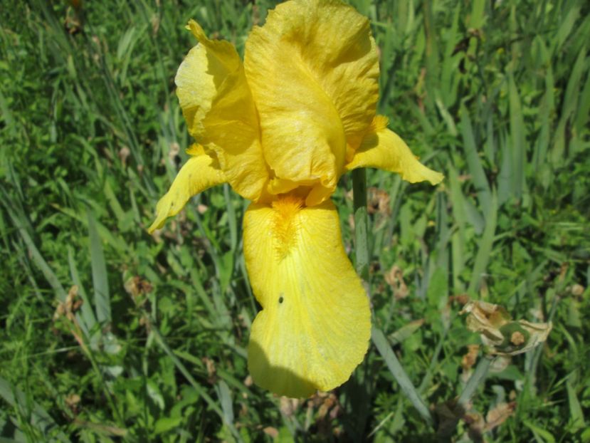  - Gradina cu irisi nr 1 in 2017