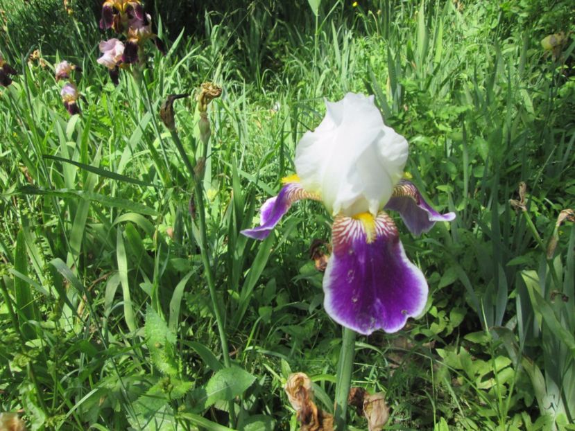  - Gradina cu irisi nr 1 in 2017