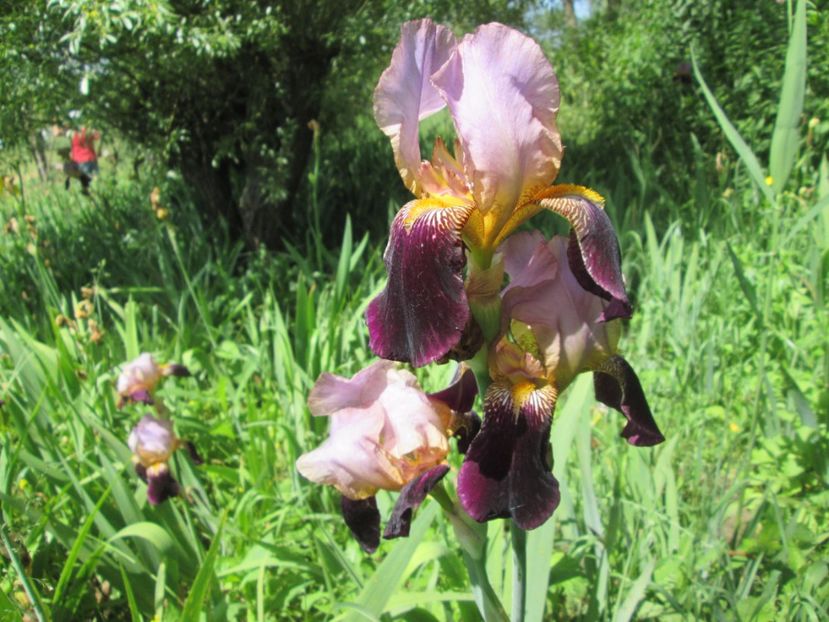  - Gradina cu irisi nr 1 in 2017