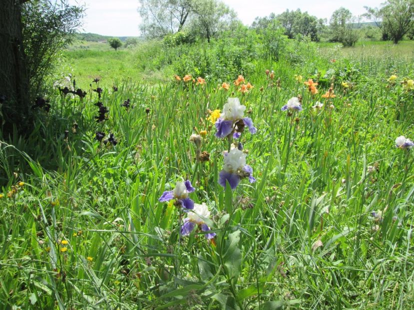  - Gradina cu irisi nr 1 in 2017