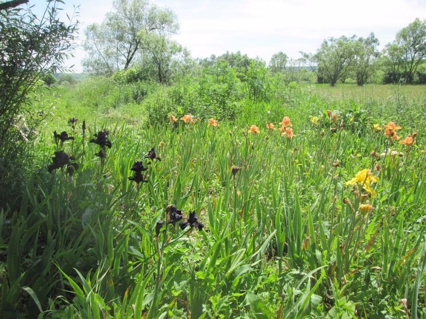  - Gradina cu irisi nr 1 in 2017
