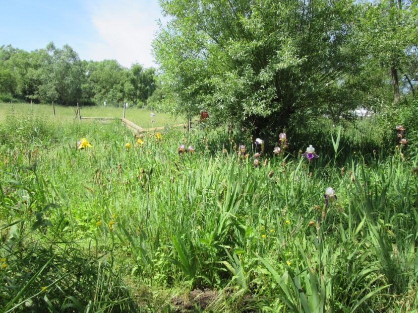  - Gradina cu irisi nr 1 in 2017