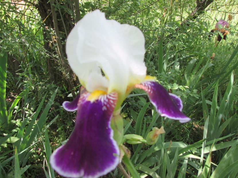  - Gradina cu irisi nr 1 in 2017