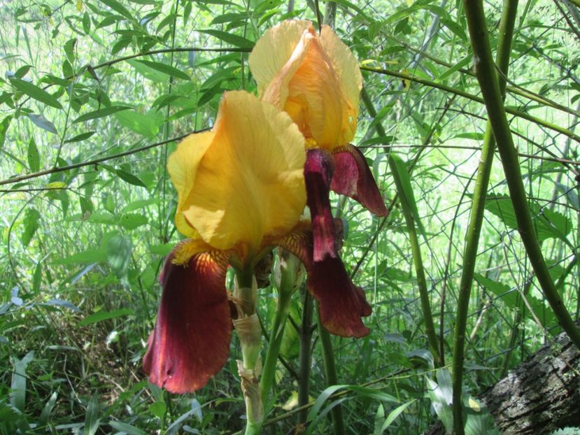  - Gradina cu irisi nr 1 in 2017