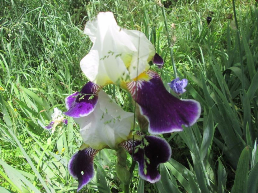  - Gradina cu irisi nr 1 in 2017