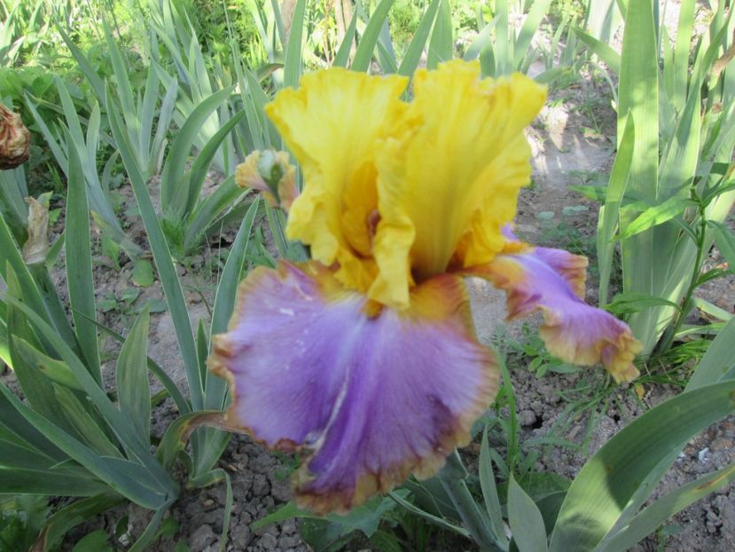  - Gradina cu irisi nr 1 in 2017