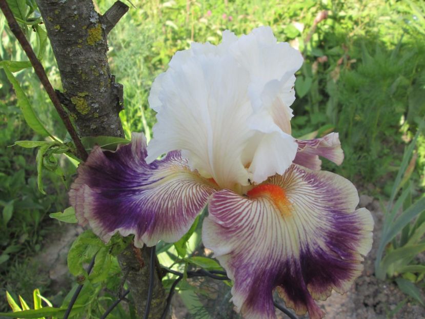  - Gradina cu irisi nr 1 in 2017