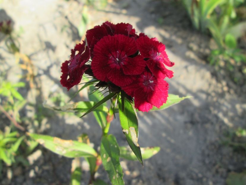  - Gradina cu irisi nr 1 in 2017