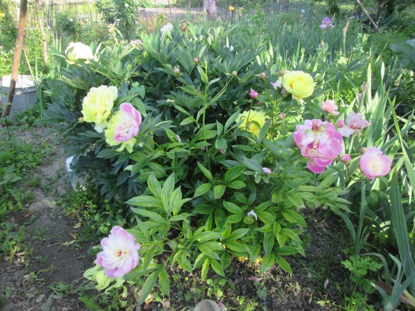  - Gradina cu irisi nr 1 in 2017