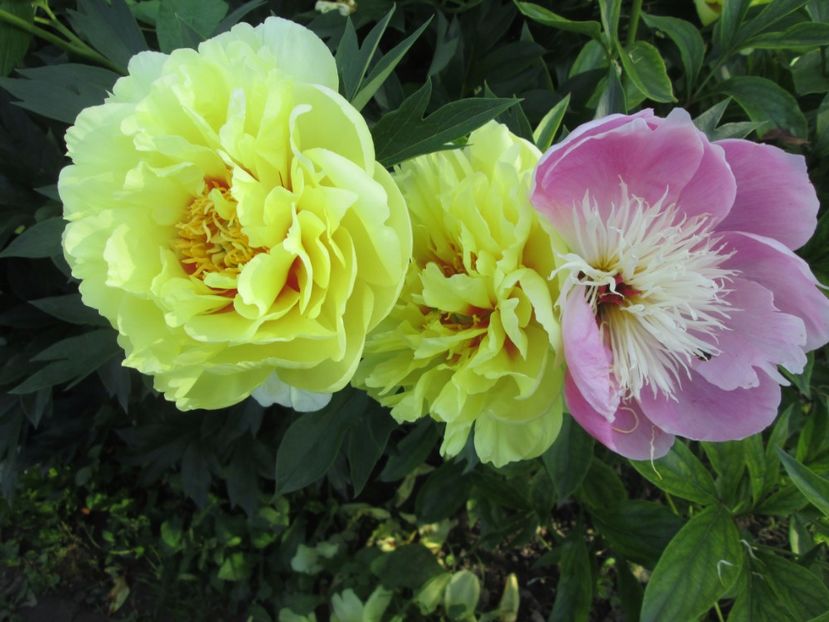  - Gradina cu irisi nr 1 in 2017