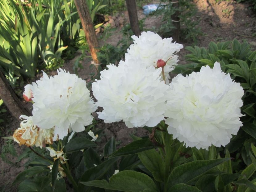  - Gradina cu irisi nr 1 in 2017