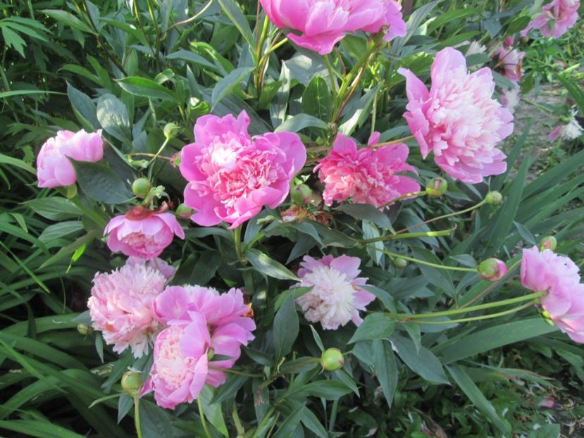  - Gradina cu irisi nr 1 in 2017