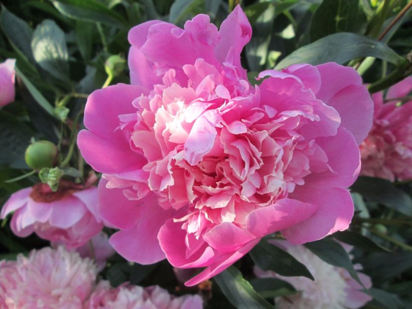  - Gradina cu irisi nr 1 in 2017