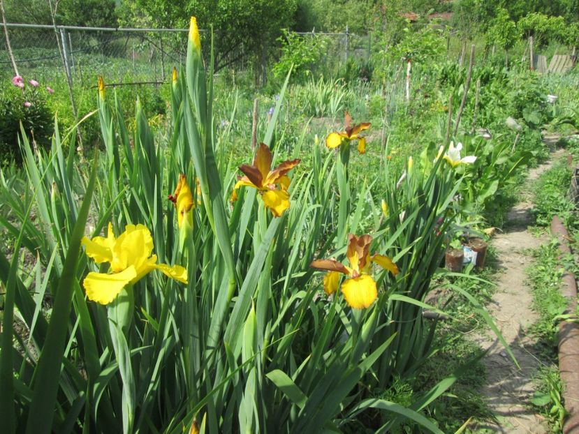  - Gradina cu irisi nr 1 in 2017
