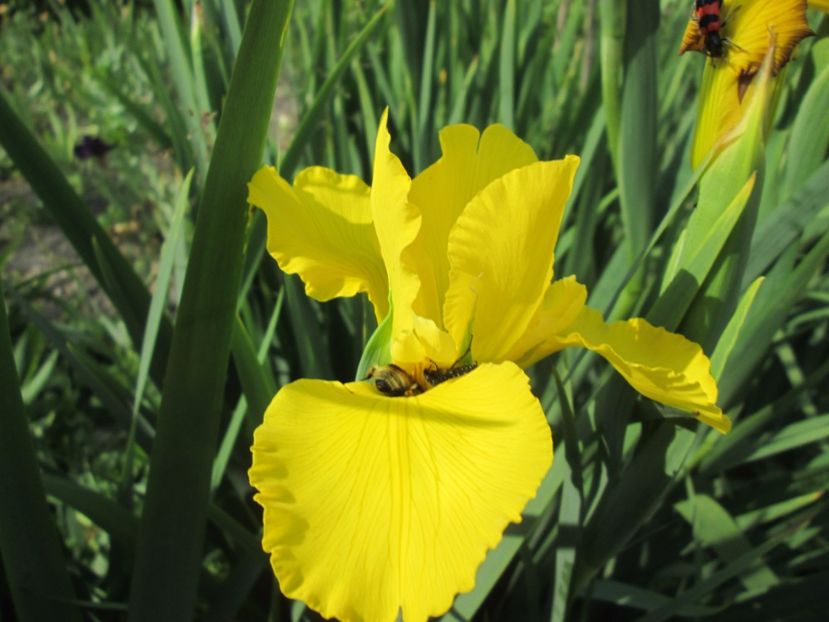  - Gradina cu irisi nr 1 in 2017