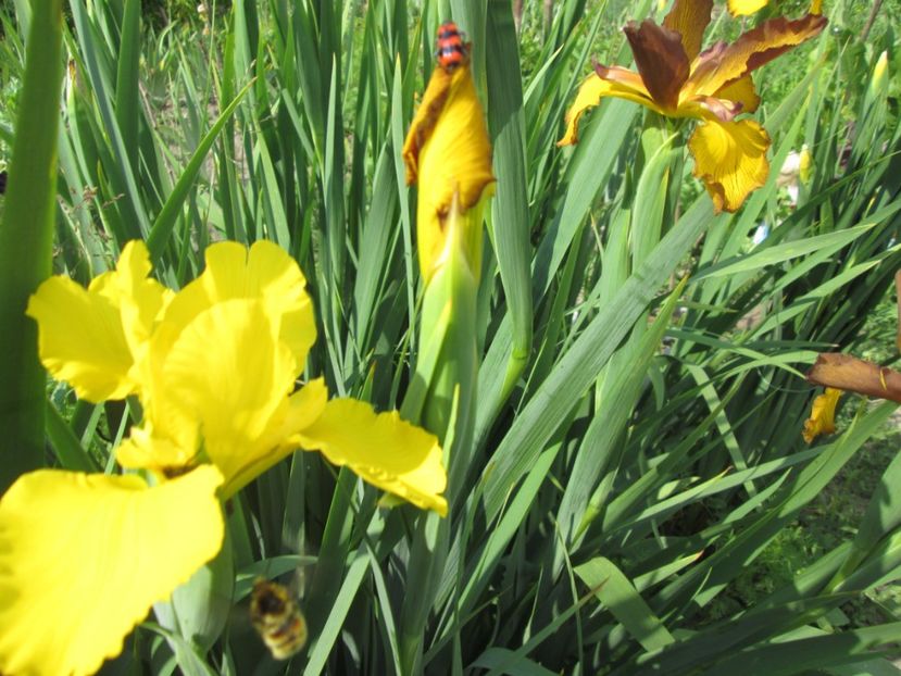  - Gradina cu irisi nr 1 in 2017